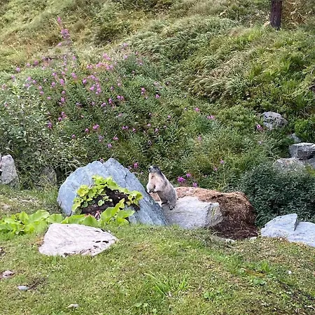 Appartamento Rododendro Ski-in Ski-out Cir 0491 *