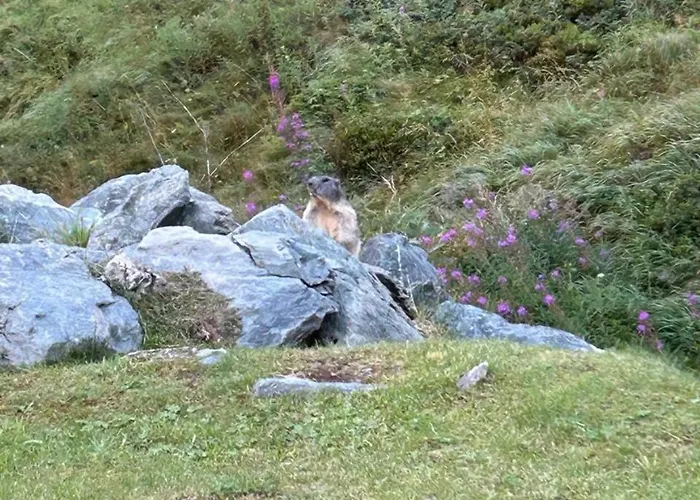 Rododendro Ski-in Ski-out Cir 0491 Apartament *