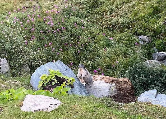 Апартаменти Rododendro Ski-in Ski-out Cir 0491 *